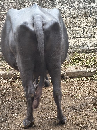 1  mahinani  kasi   .dudh. 9 litar