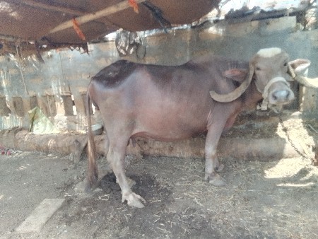 કિંમત 80000