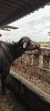 ભેંસ વેચવાની છે