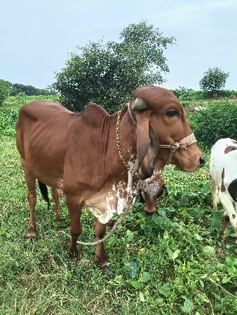 હોળકિ વેશવા નિ છે