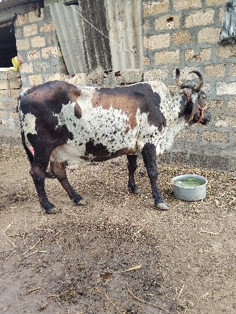 ક્રોસિંગ ગાય વેચવાની છે