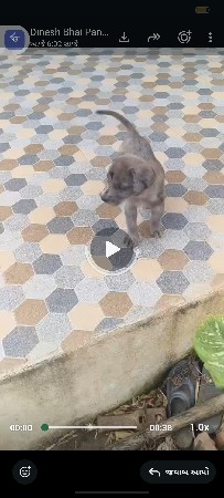 મેલ ફિમેલ આપવાના છે