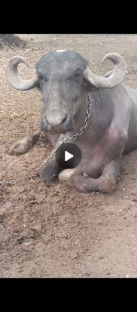 ભેંસ વેચવાની