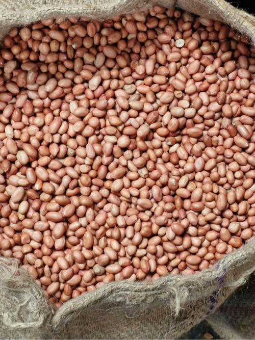 66 નંબર મગફડી દાણા