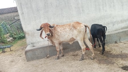 હોડકી 3 વર્ષ નીછે