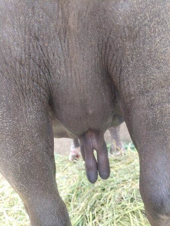 ભેશ