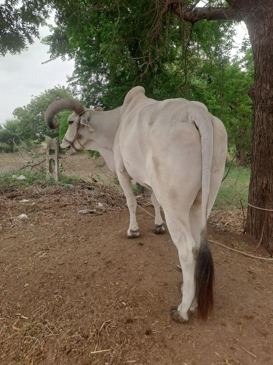 बडद मफत देवानो छै सारो सू खी रा