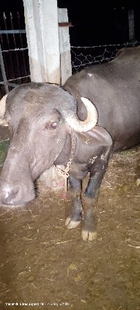 નાની પાડી દેવા ની છે 2.5 વરસ ની