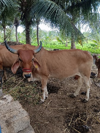 ગાય વેચવાની છે  દોવા દેય
