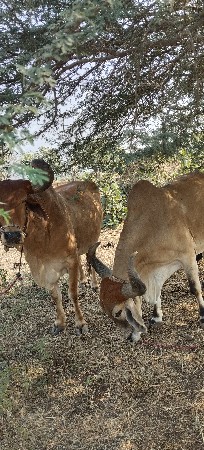 બળદ વેચવાના છે