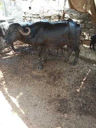 આ ભેંસ વેચવાની છે