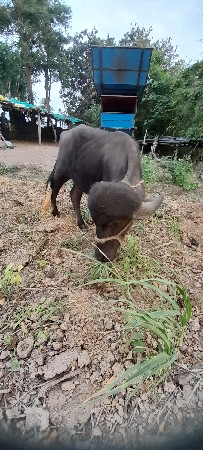 પાડો વેશવાનો છે