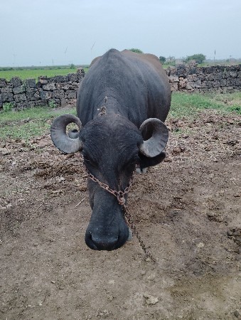 ભેંસ વેચવાની છે