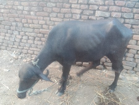 ખડેલી વસવા ની હે