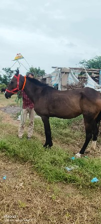 ghodi veshvani se sata pan karva