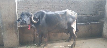 ભેંસ વેચવાની છે
