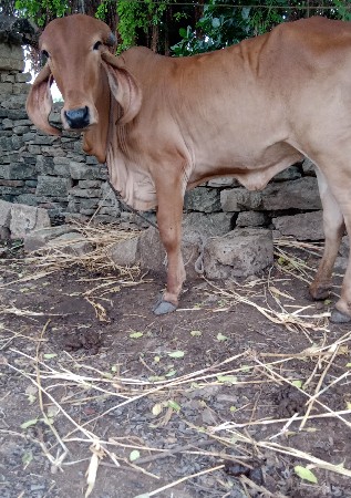 વાસડી વેચવા ની છે