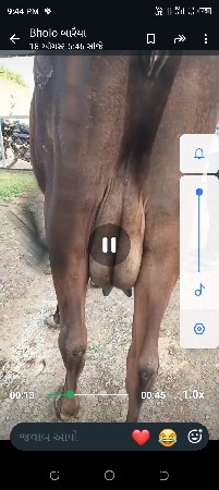 જર્સી ઓડકી વેચવા ની છે