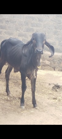 આખો બ્લેક