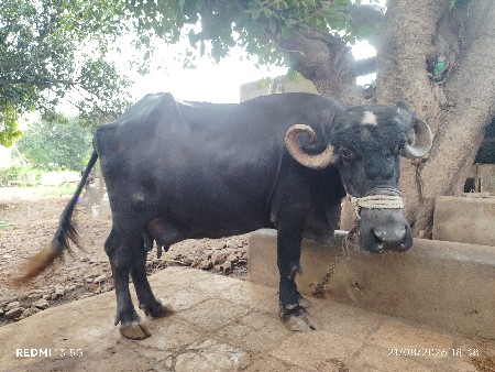 ભેંસ વેચવાની છે