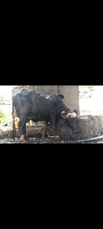 આ ભેંસ વેચવાની છે