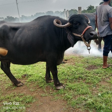 વિજયભાઈ બારિયા 7862892795