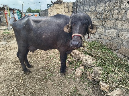 પેલ વેતરી ખડાય.
