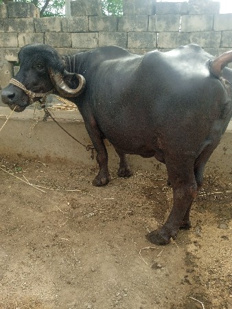 ભેંસ વેચવાની સે