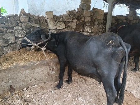 ભેસ