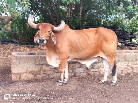 આ બળદ ની જોડ કરવાની છે