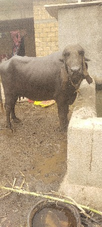 આ ખળાઈ વેચવાની છે