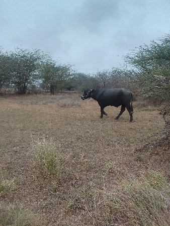 પાડો વેસવાનોસે