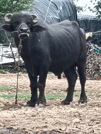 બંની પાડો વેંચવાનો છે ટોટલ જવાબદારી