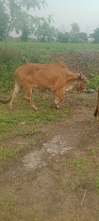આ ગા વેચવાની છે
