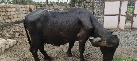 ભેંસ વેચવાની છે