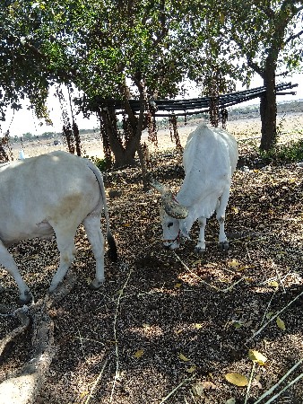 બળદ વેચવાનાછે