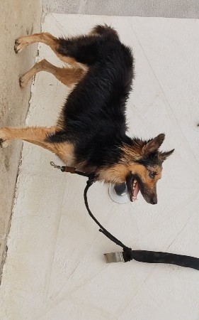 jarman sefard dog mitig mate