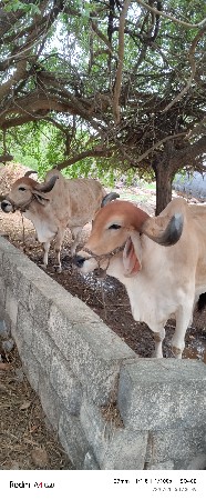 બળદ વેસવાના છે