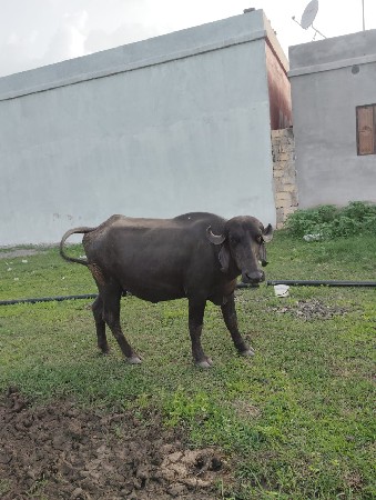આ ભેંસ વેચવાની છે