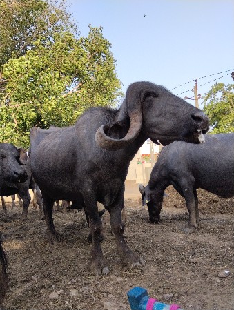 ભેશ વેશવાની  ડોઢ મયનાનીવારશે