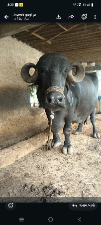 વેસવાની છે