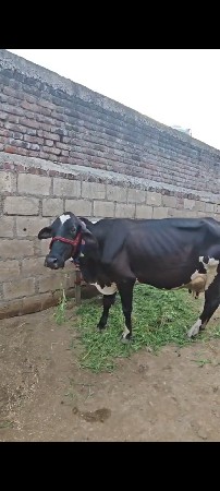 ગળકોટડી બાબરા અમરેલી