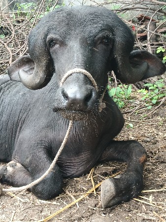 પાડો વેચવા નો છે