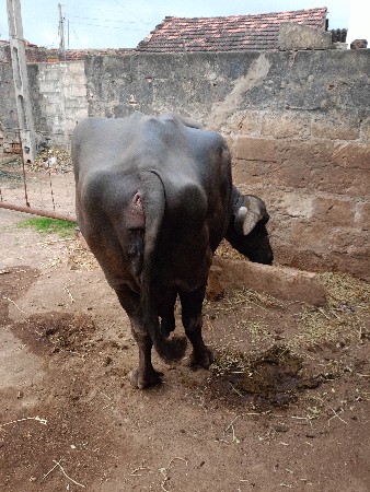 વેચવાની છે