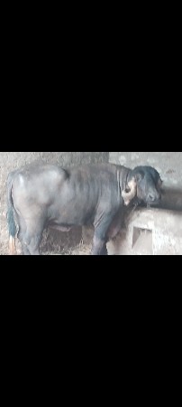તાત્કાલિક વેચવાની છે