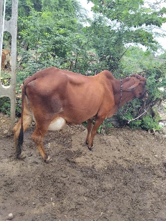 ગાય વીયાવામા શાજશવાર હે