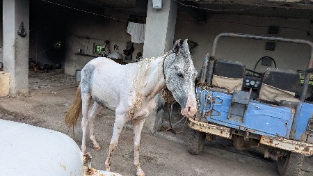વછેરી વેચવાની