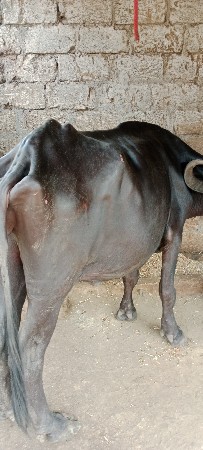 ભેશવેશવાનીછેપેલુવેતરછેપંદરદીની