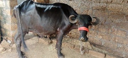 ભેશવેશવાનીછેપેલુવેતરછે20દીની