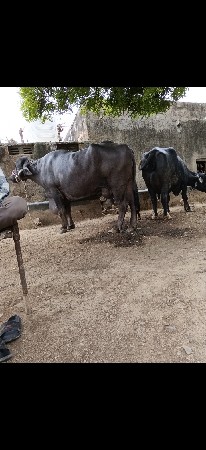 ભેંસ